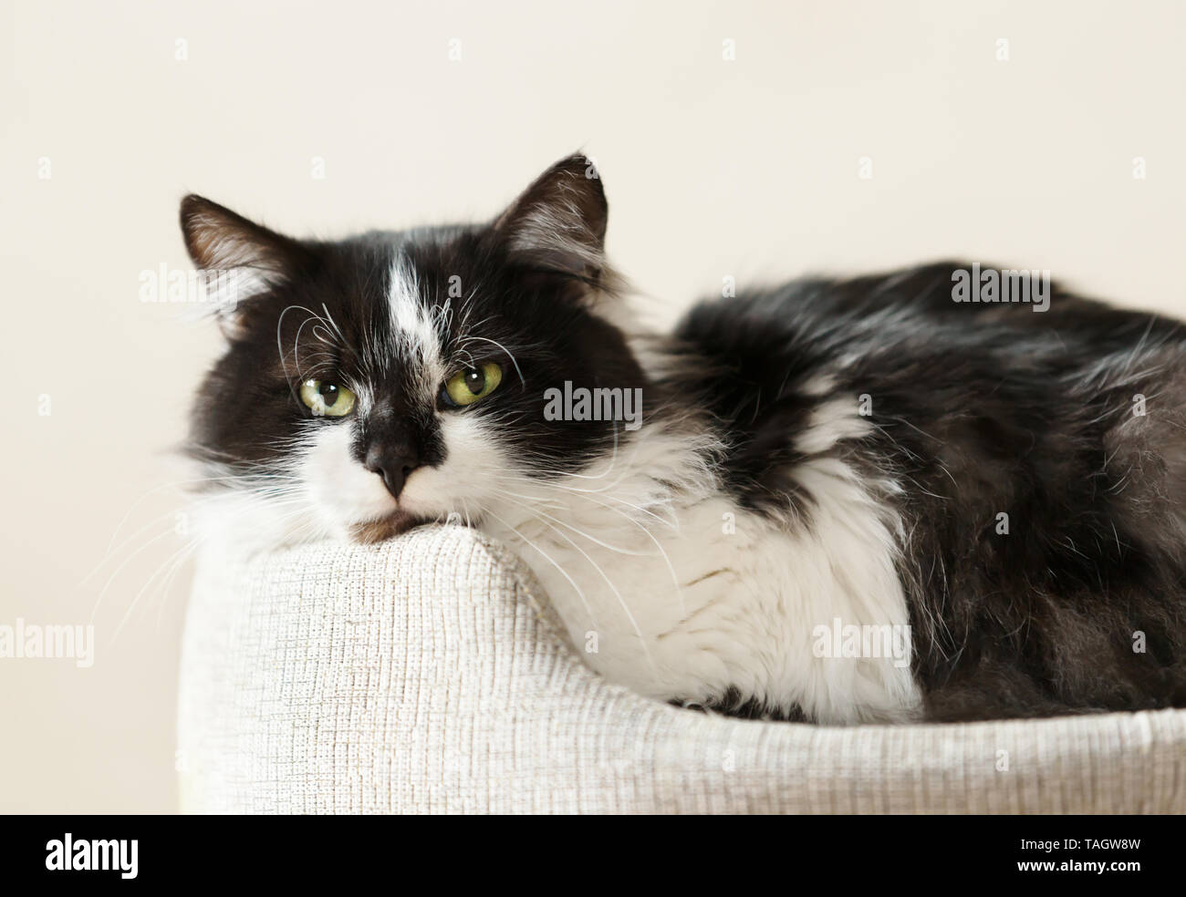 Schließen Sie eine schwarze und weisse Katze in eine Katze Bett lag. Stockfoto