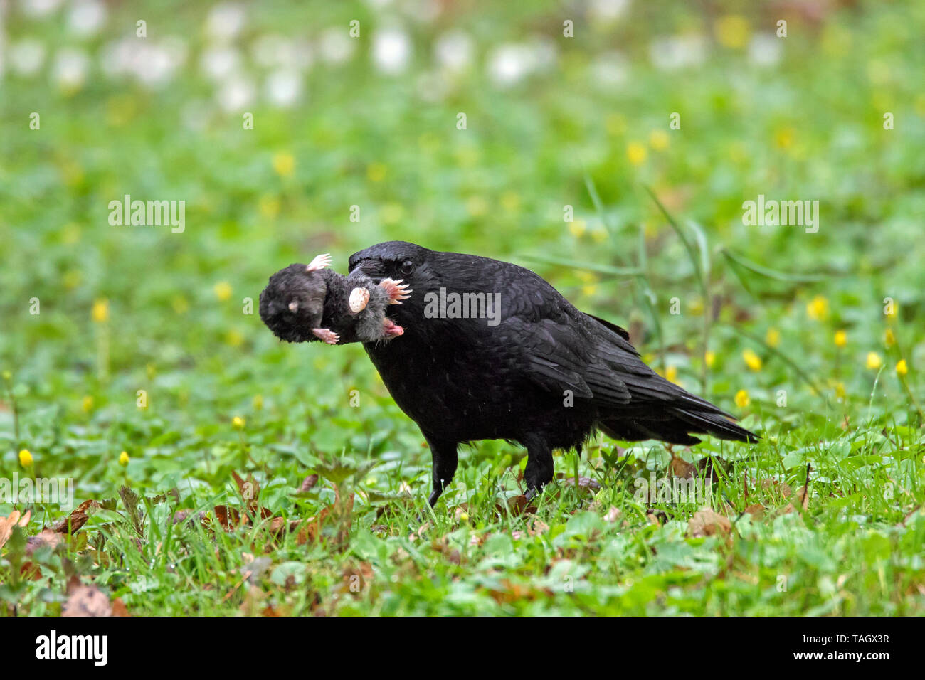 Nebelkrähe (Corvus corone) auf dem Boden im Grünland mit toten Europäischer Maulwurf (Talpa europaea) im Schnabel Stockfoto