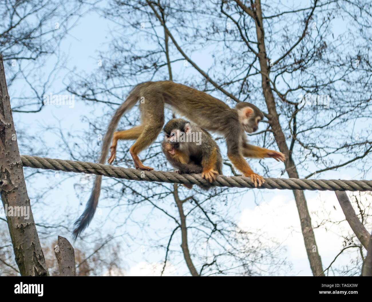 Totenkopfäffchen, Saimiri sciureus, auf das Seil mit der blauen Farbe von Himmel im Hintergrund Stockfoto