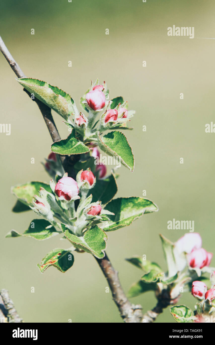 Detail eines blühenden apple Zweig Stockfoto