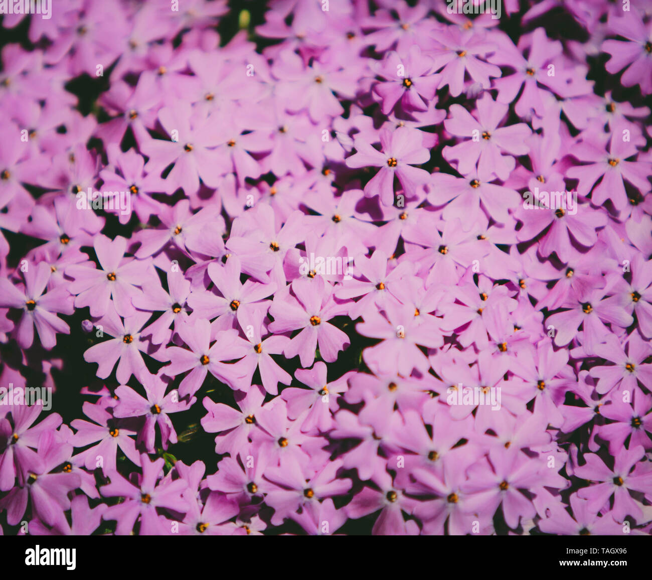 Nahaufnahme von rosa Blüten Stockfoto