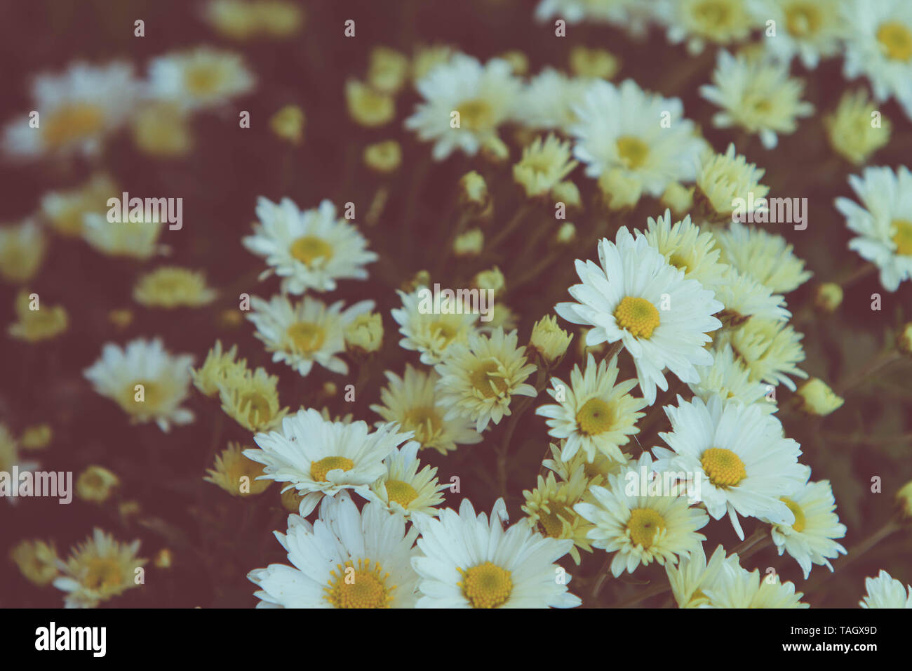 Bündel der schönen weißen Daisy Flowers Stockfoto