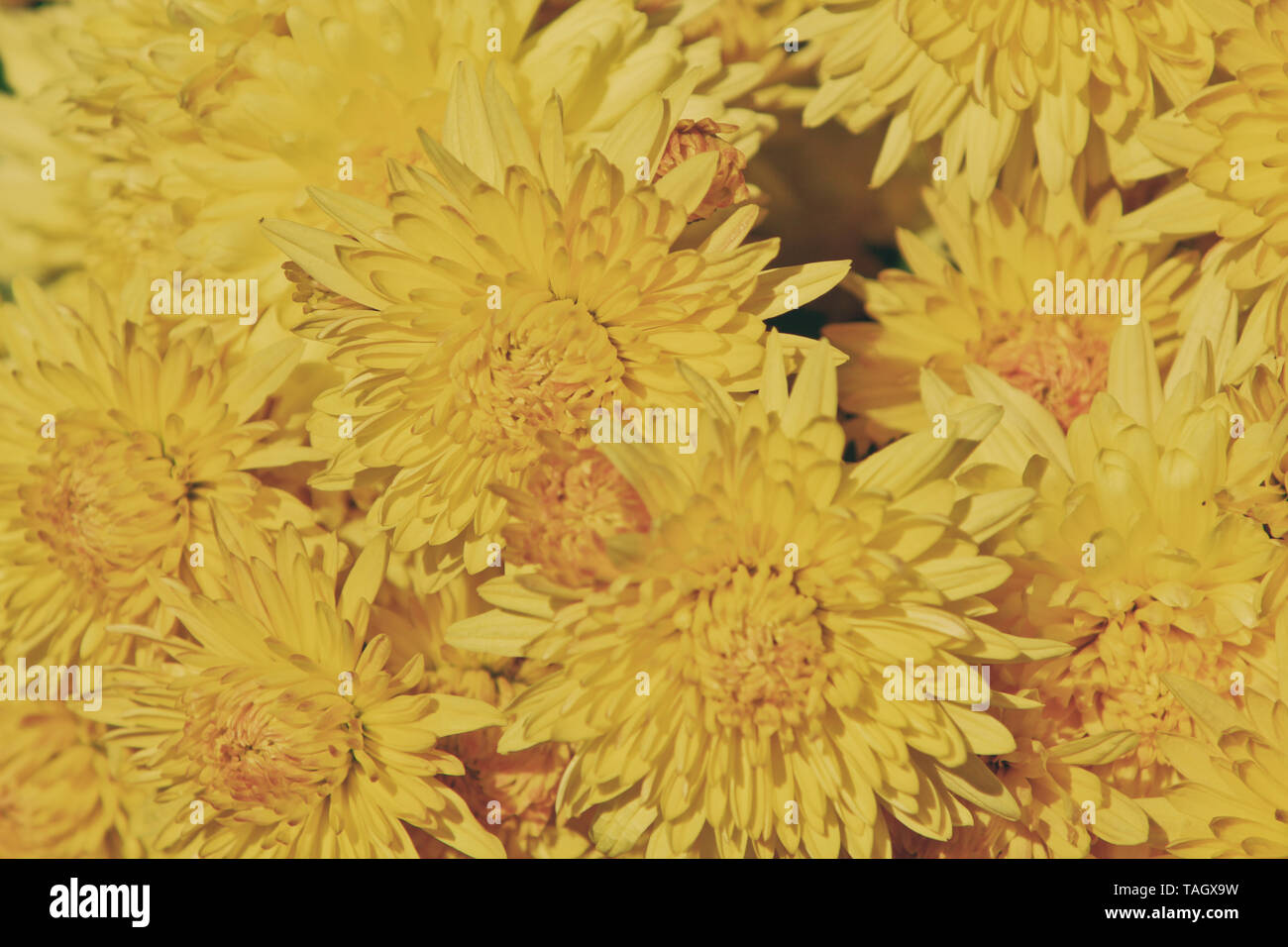 Gelbe Chrysanthemen Stockfoto