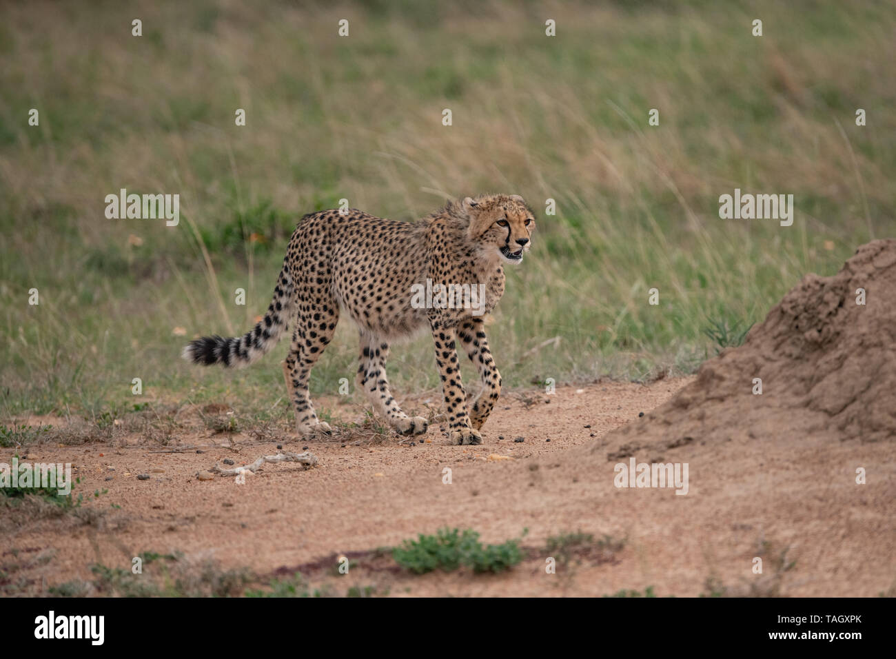 Cheetah geht auf einen Termitenhügel in Masai Mara, Kenia zu Stockfoto