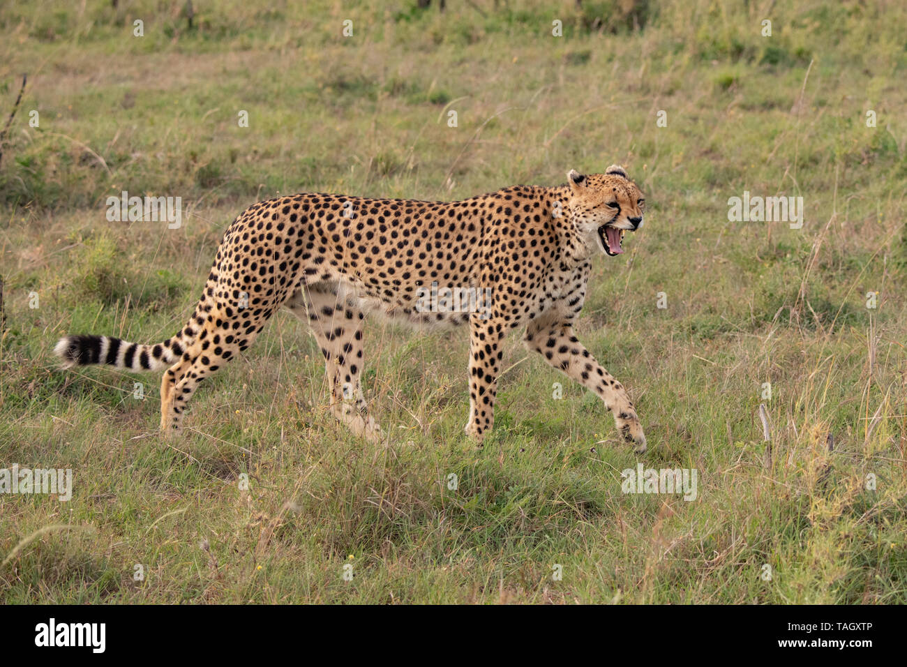 Seitlicher Blick auf einen Geparden, der im Masai Mara, Kenia, spaziert und knurrt Stockfoto