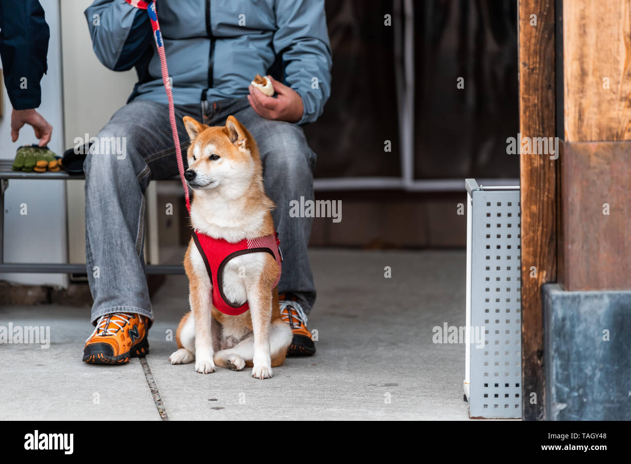 Takayama, Japan - 6. April 2019: präfektur Gifu in Japan mit traditionellen Morgen Markt auf der Straße und man sitzt mit Akita Japanischer Hund an der Leine Stockfoto