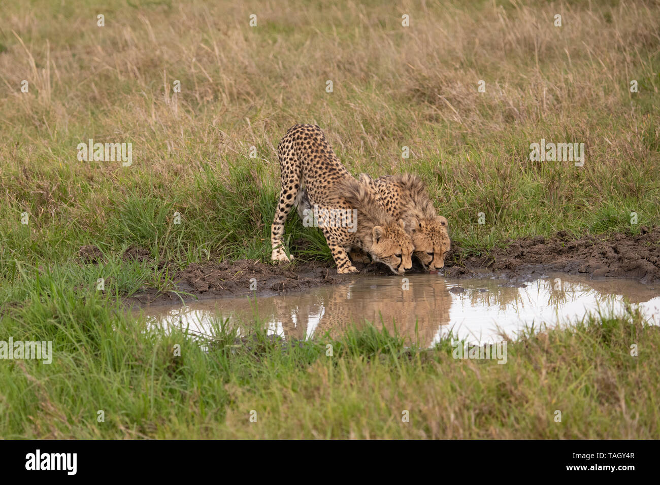 Ein paar Geparden, die am Wasserloch in Masai Mara, Kenia, herumlungern Stockfoto