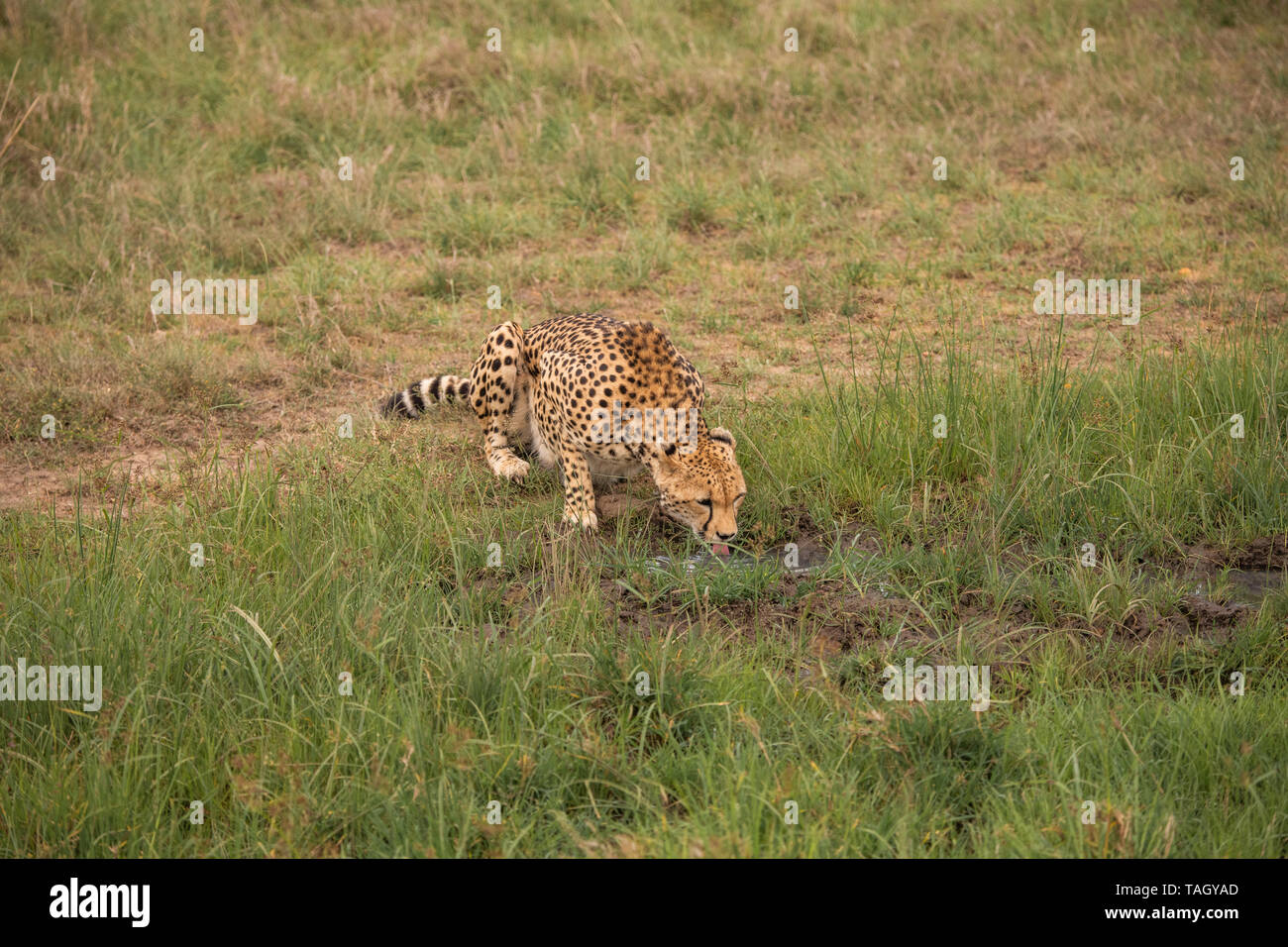 Ein Gepard trinkt am Wasserloch in Masai Mara, Kenia Stockfoto