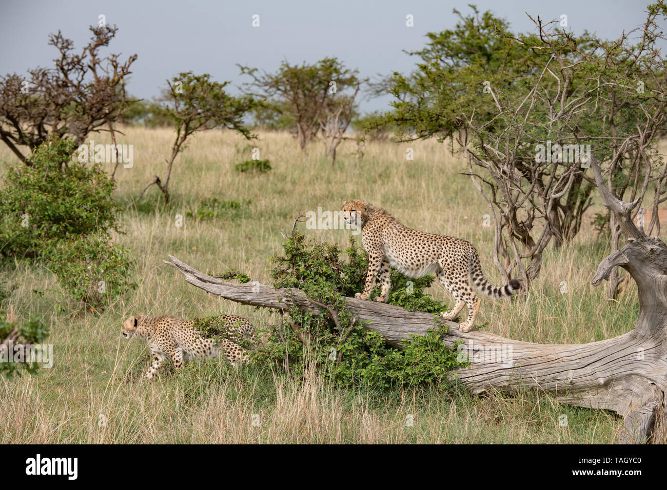 Junger Gepard auf einem Baum mit Blick auf die Masai Mara, Kenia Stockfoto