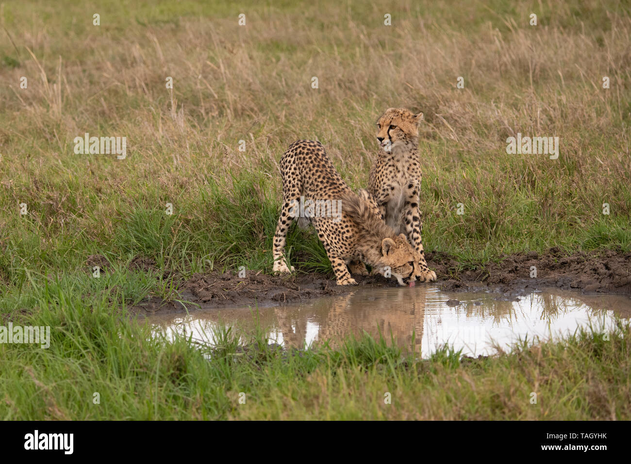 Gepard spiegelte sich im Masai Mara, Kenia, wie er am Wasserloch saß und darauf wartete, zu trinken Stockfoto