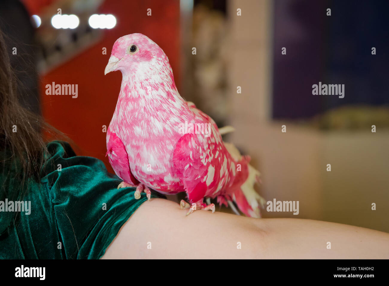 Die Taube ist zu Fuß rund um den Kreis und zeigt. Die rosa Taube. Rosa