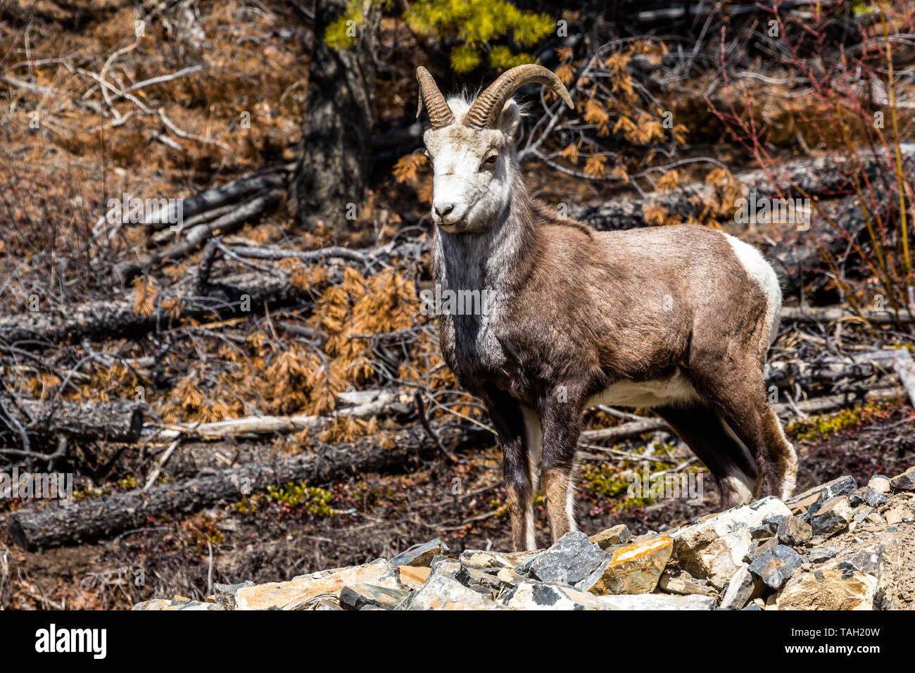 Wütend - Suche ram Stein Schafe auf die Kamera im Yukon Territory Kanada starrte. Stockfoto