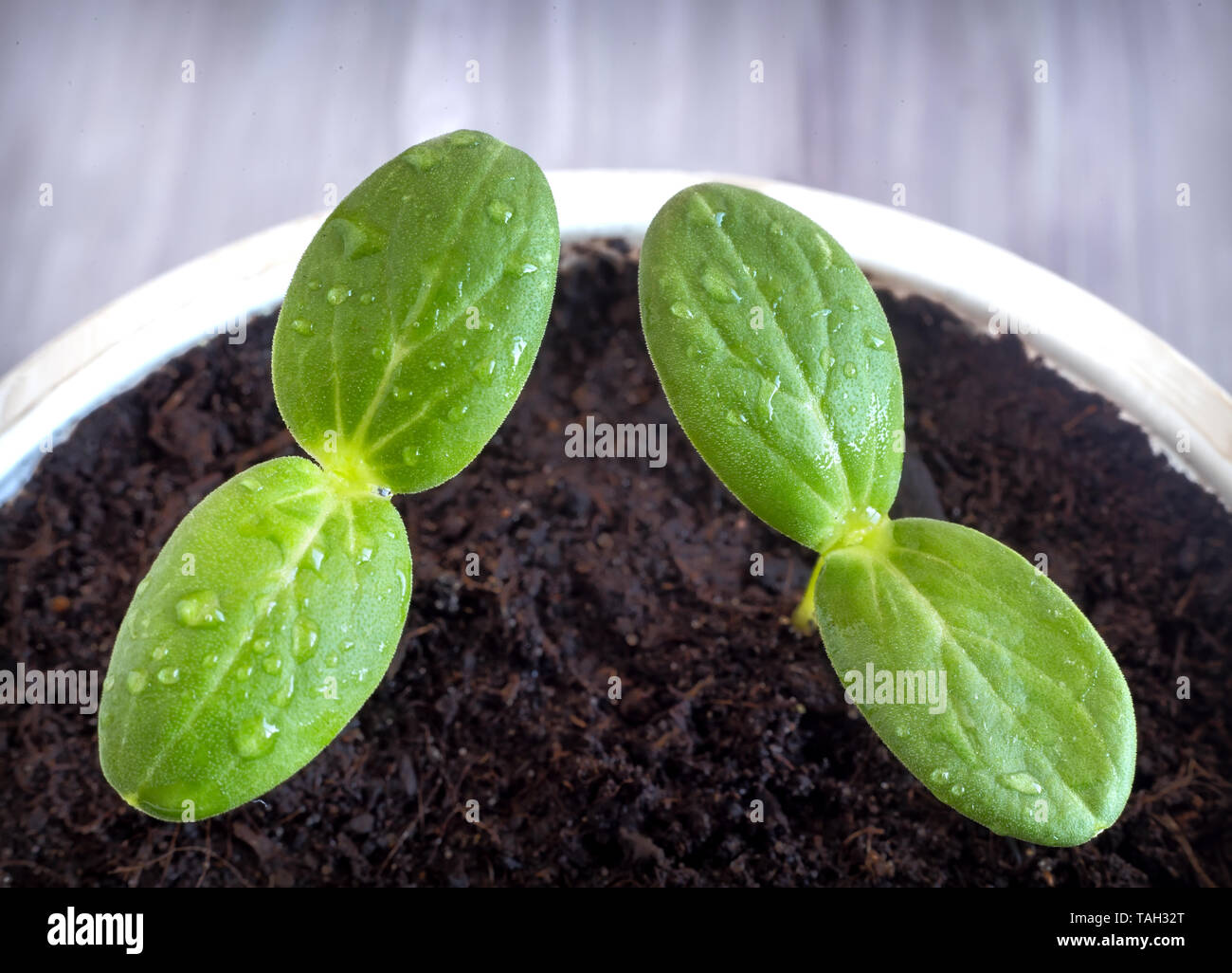 In einem kleinen Kunststoffbehälter wächst junge Sämlinge von Gurken. Stockfoto