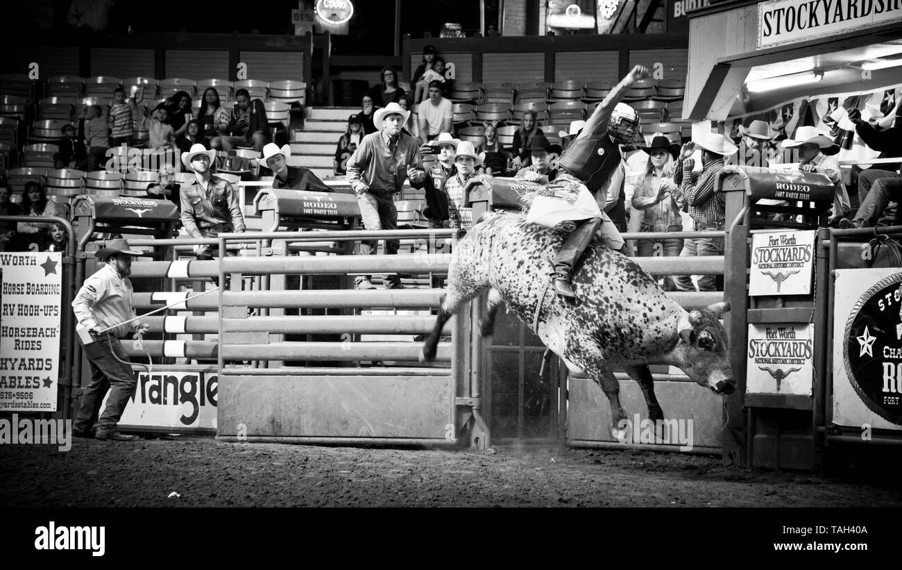 rodeo Stier Reiten, extreme Sportereignis, Cowboy Arm in der Luft, wie er bemüht, große Stier reiten, kolosseum, Fort Worth, Stockyards, Texas, USA, Stockfoto