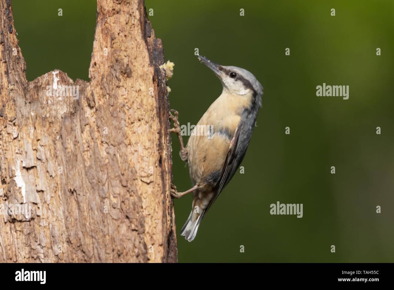 Vogel Kleiber (Sitta europaea), im Frühling, Großbritannien Stockfoto