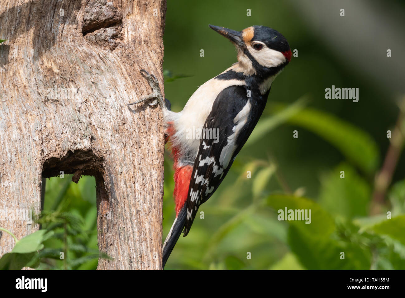 Buntspecht (Dendrocopos major), ein Wald Vogel, im Mai, Großbritannien Stockfoto