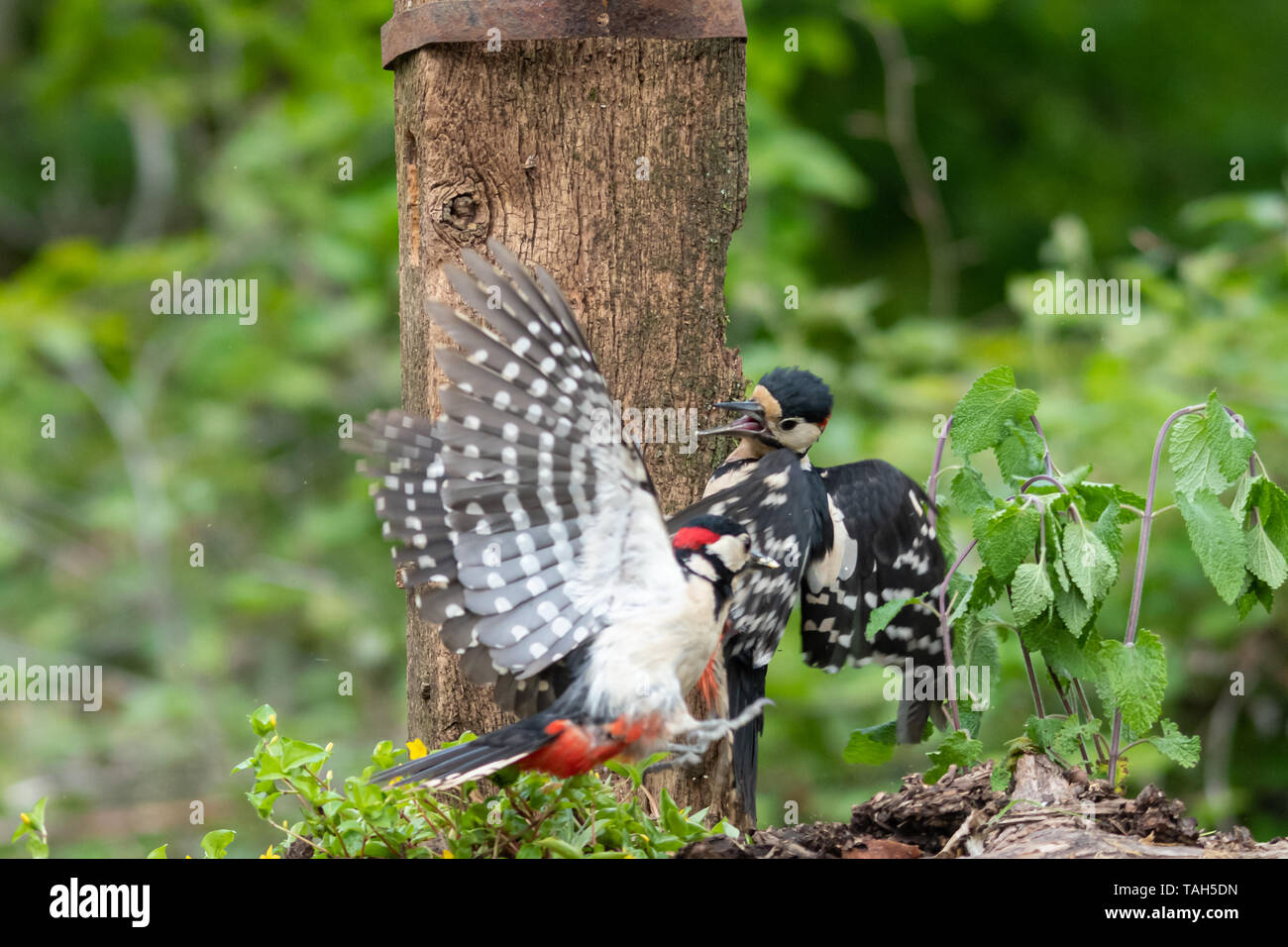 Zwei männliche Große beschmutzt Spechte (Dendrocopos major) kämpfen, UK. Vogel Verhalten, Aggression. Stockfoto