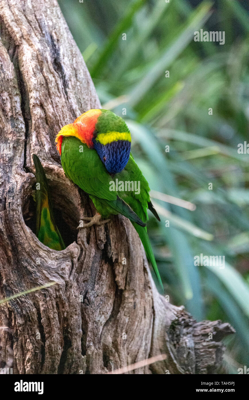 Rainbow Lorikeet pflegen sich selbst, während sein Gehilfe bereitet das Nest. Australien Stockfoto