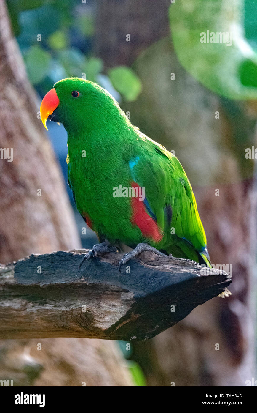 Schönen männlichen Electus Papagei mit ein bisschen Sonne flare in die Ecke kriechen. Stockfoto