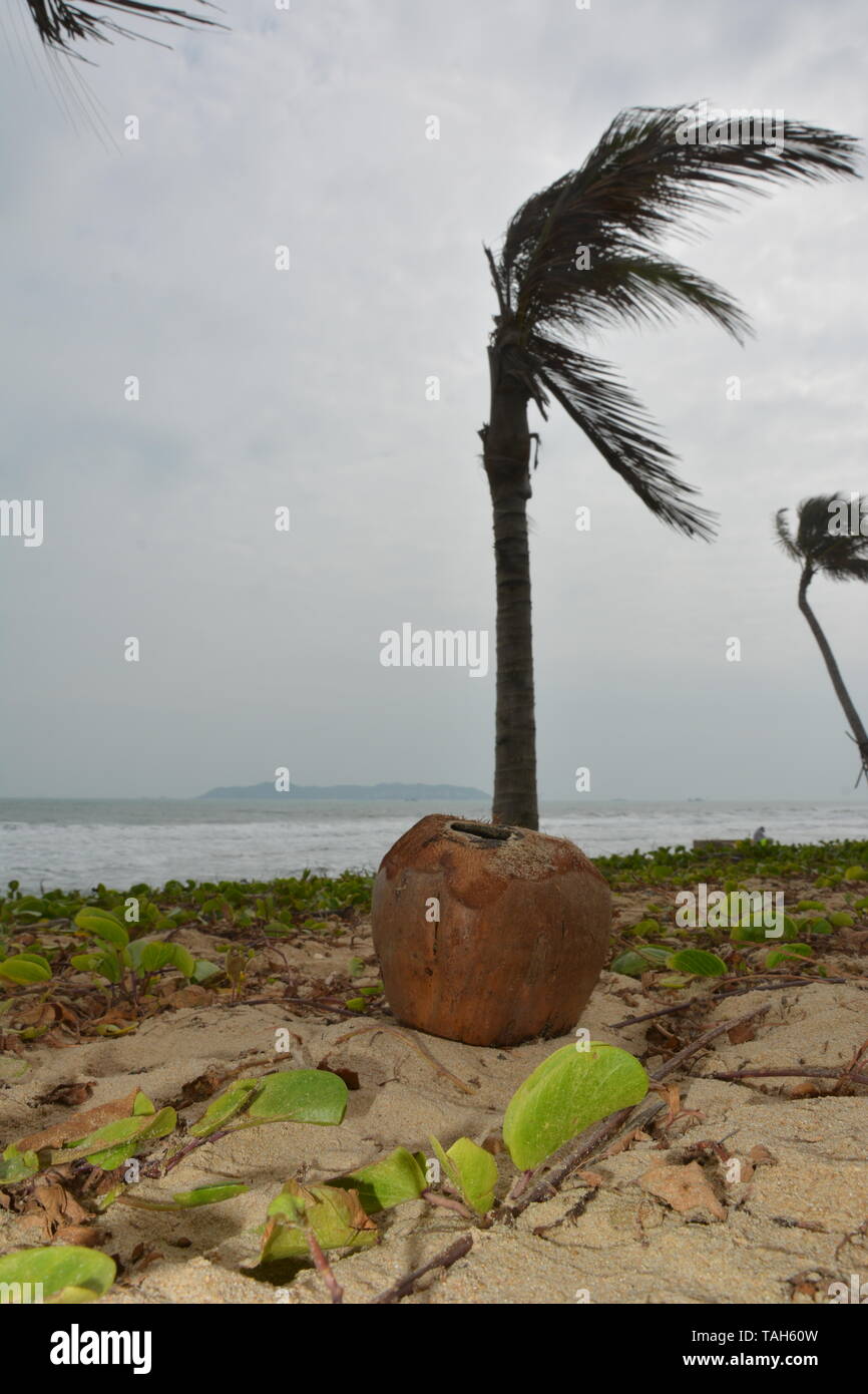 Die einsamen Coconut am Strand - Haitang Bay ist ein super Ort für allein zu sein und weg von den Massen Stockfoto