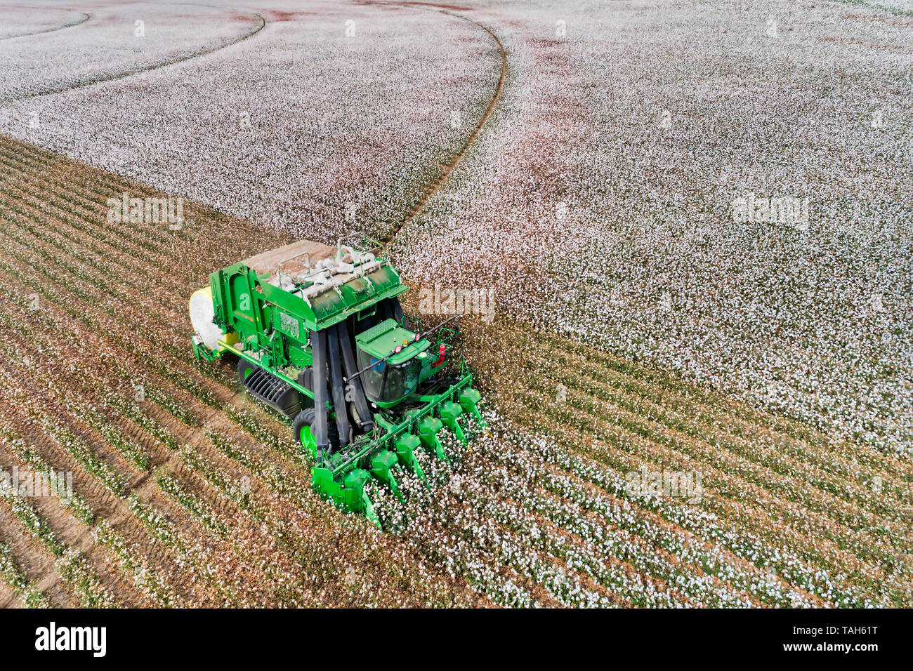 Blühende aus weißer Baumwolle Feld geerntet, die von einem Traktor, Mähdrescher mit Bunker Baumwolle wickeln in Rollen auf flachen landwirtschaftlichen bewirtschafteten Bauernhof in NSW, Austr Stockfoto