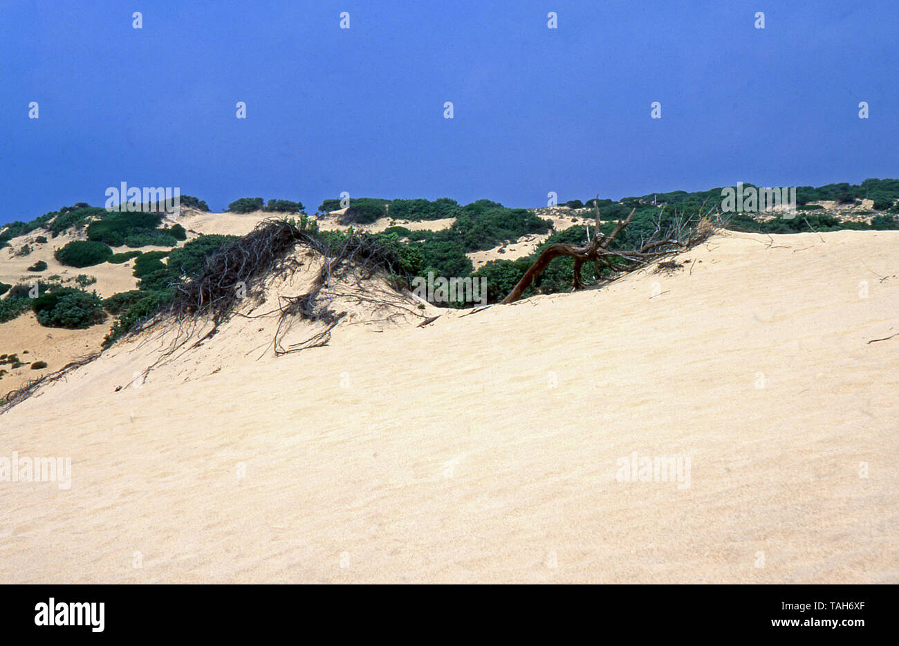 Dünen von Piscinas im Süden von Sardinien (von Fujichrome Astia gescannt) Stockfoto