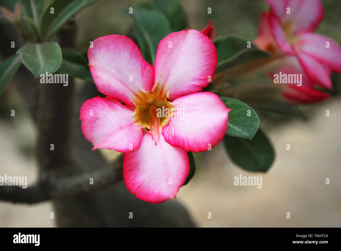 Kamelie Blumen in Khulna, Bangladesh. Stockfoto