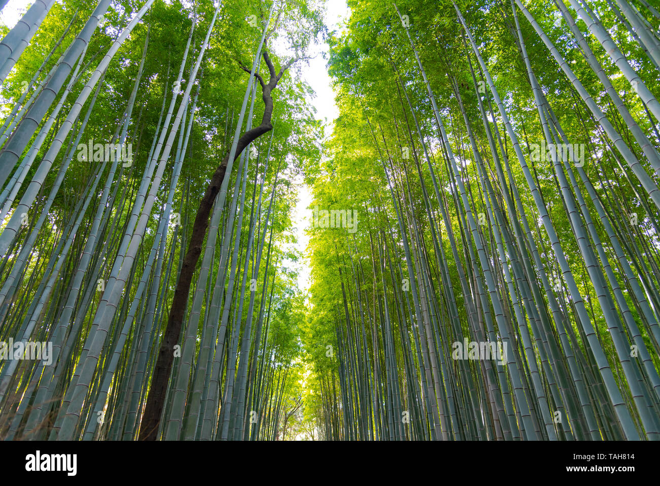 Arashiyama Bamboo Grove Zen Garten, einem natürlichen Wald von Bambus in Arashiyama, Kyoto, Japan Stockfoto
