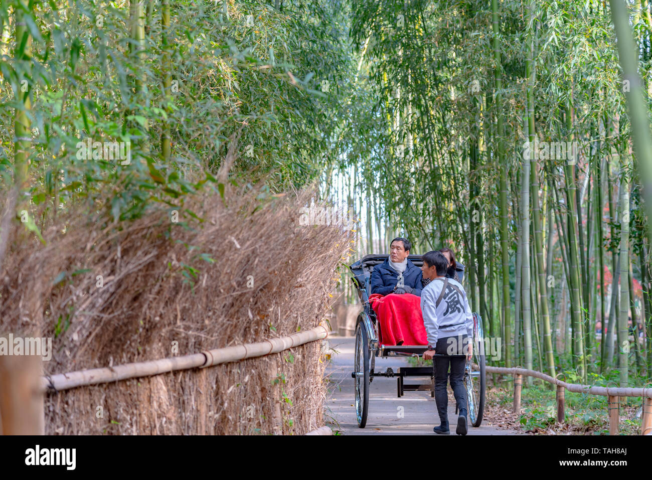 Zog Rikscha reiten Touristen durch einen Bambuswald Pfad in Arashiyama, Kyoto, Japan Stockfoto