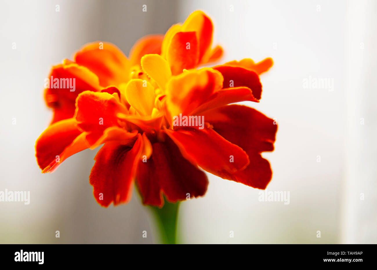 Rote und gelbe Blume Nahaufnahme Stockfoto
