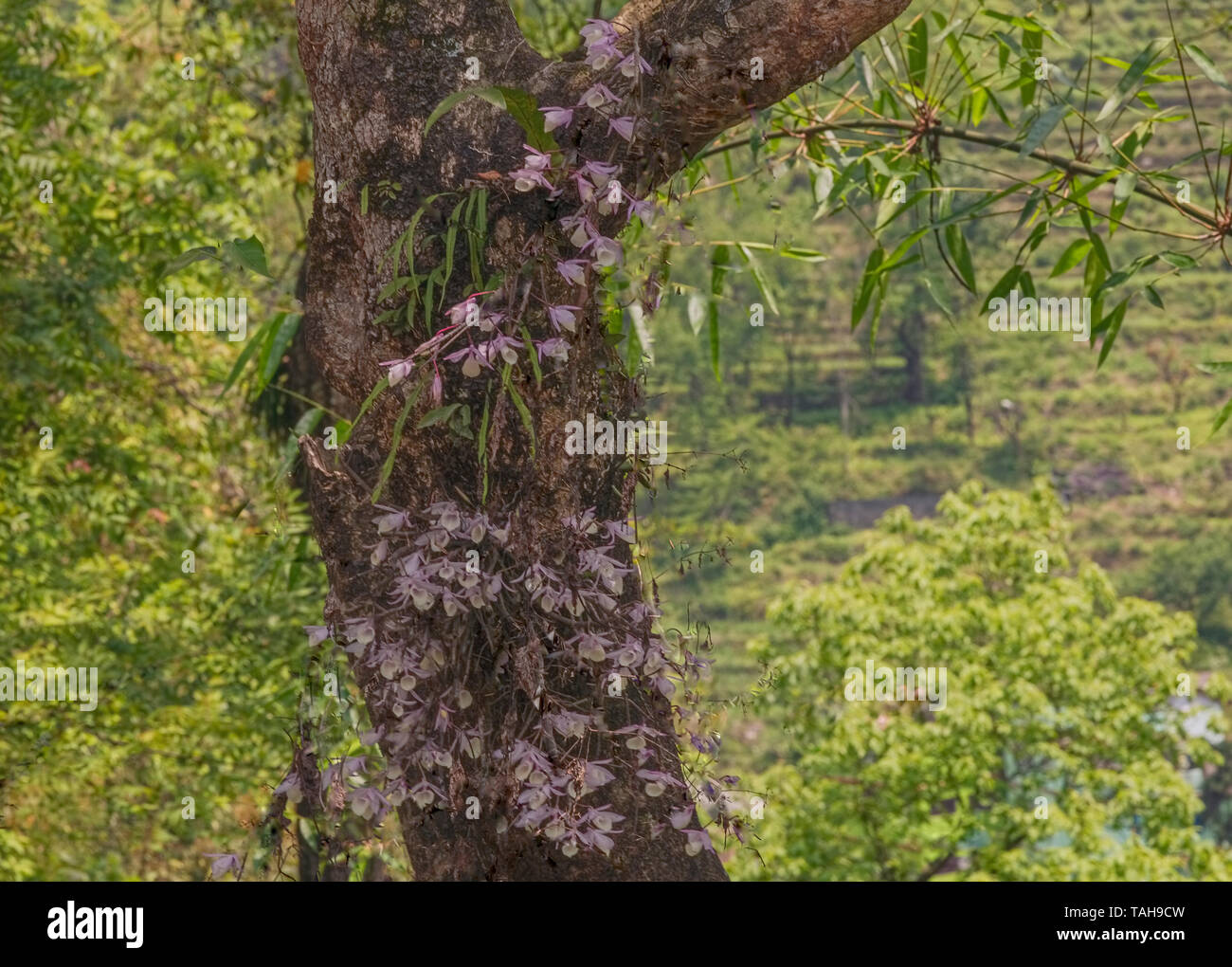 Orchidee, hängend, Dendrobium, dass Laubbäume, linear, Lance geformt, Blätter,, blühen, Baum, Stamm, Kloster Rumtek, Road, Gangtok, Sikkim, Indien. Stockfoto