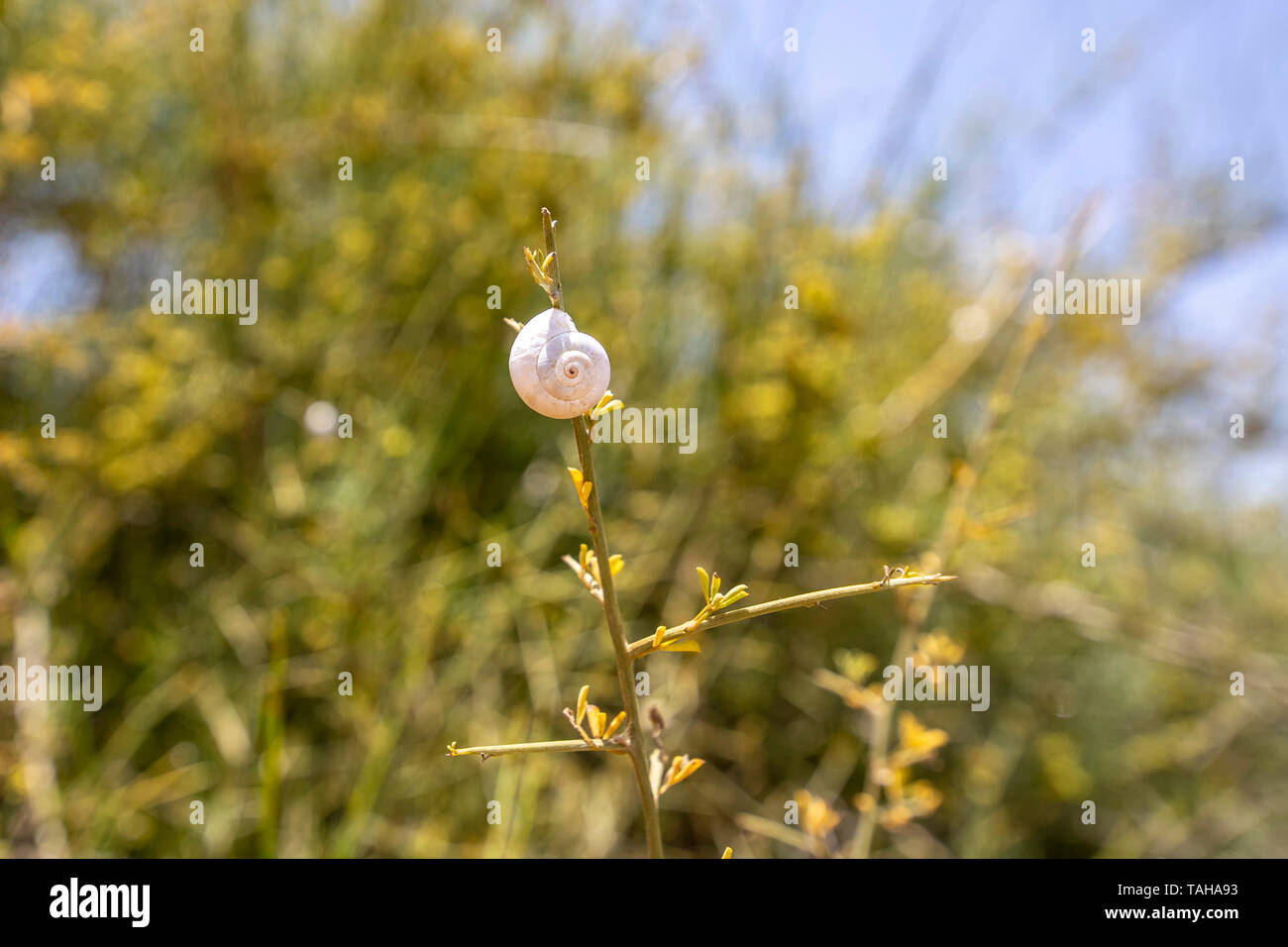 Schnecke auf einem Twig close-up in den Strahlen der Sonne auf einen unscharfen Hintergrund Stockfoto