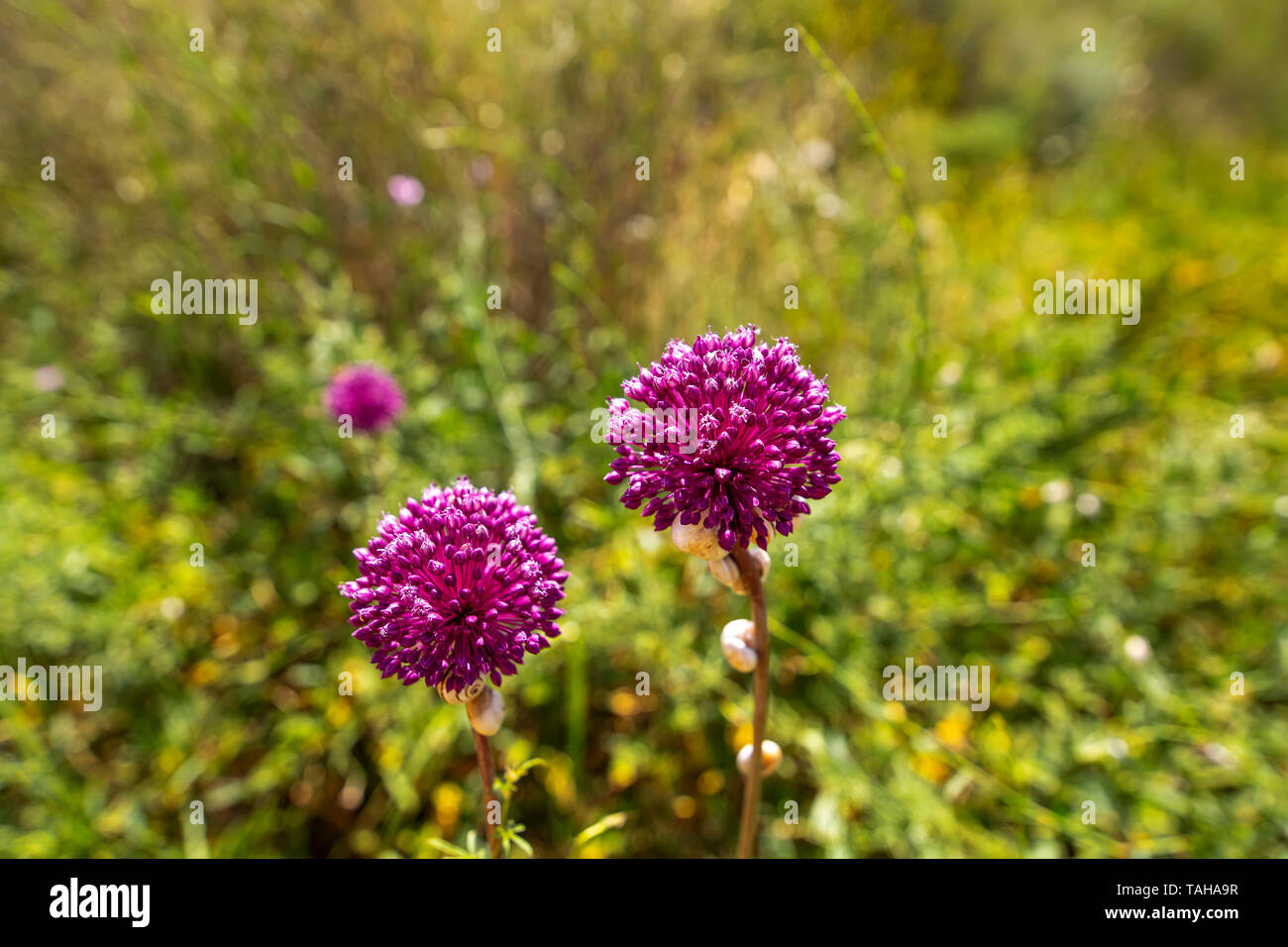 Allium ampeloprasum Blüten mit einem Schnecken auf einem Stiel close-up auf einem unscharfen Hintergrund von trockenem Gras Stockfoto
