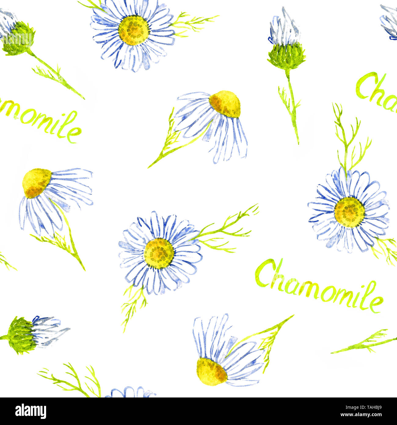 Kamillenblüten, Handgemalten Aquarell Bild mit Beschriftung, nahtlose Muster auf weißem Hintergrund Stockfoto