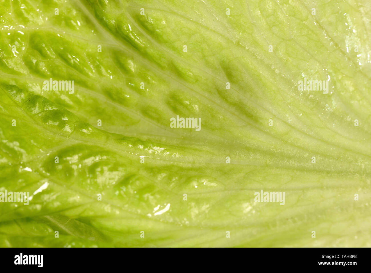 Frischen grünen Salat in der vergrößerten Ansicht. Hochauflösendes Foto. Stockfoto