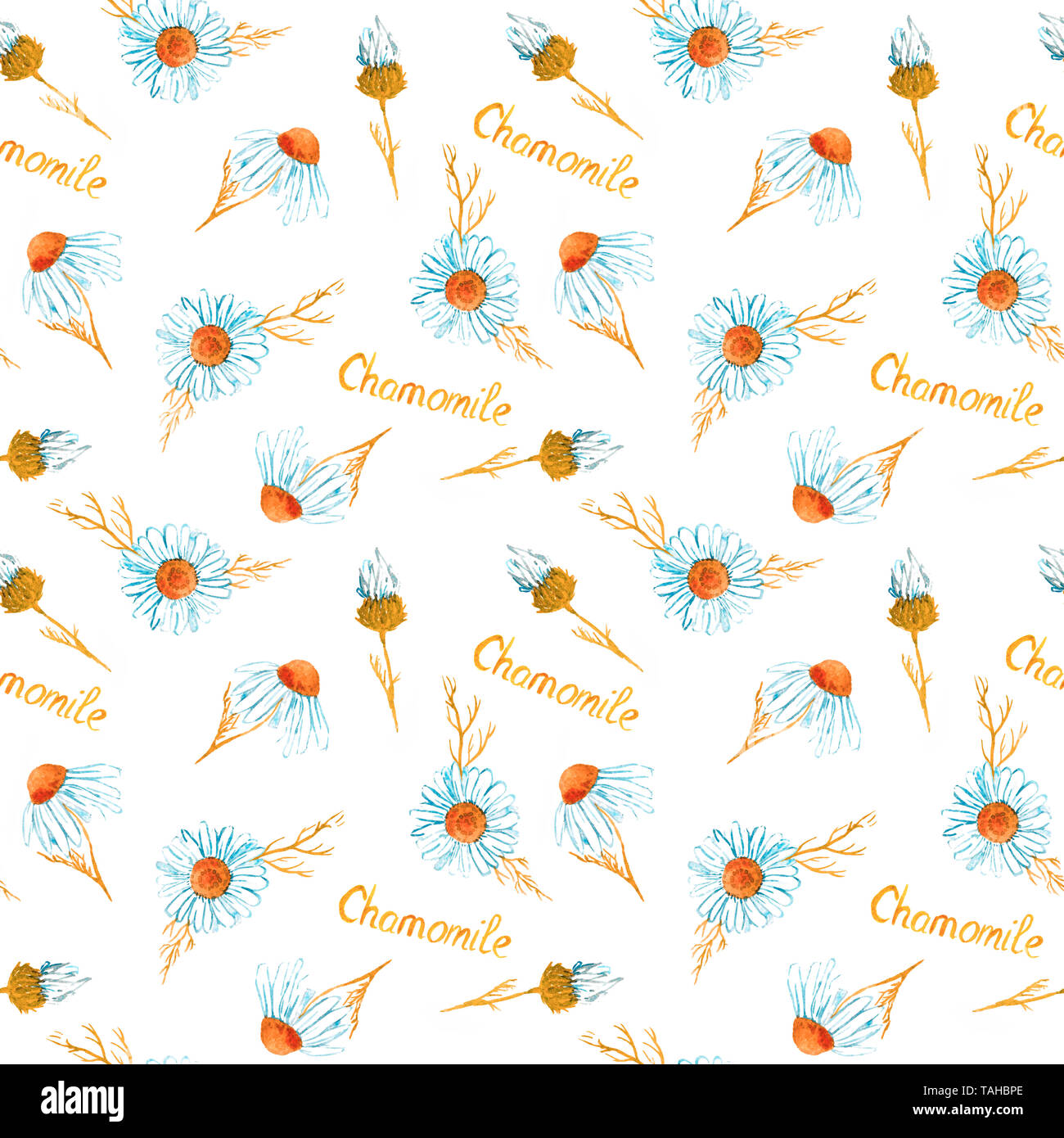 Kamillenblüten, Handgemalten Aquarell Bild mit Beschriftung, nahtlose Muster auf weißem Hintergrund Stockfoto