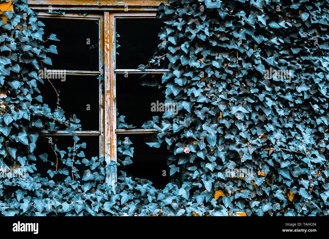 Gebrochene Fenster von einem verlassenen Gebude in Blau Efeu Pflanze  abgedeckt Stockfotografie - Alamy