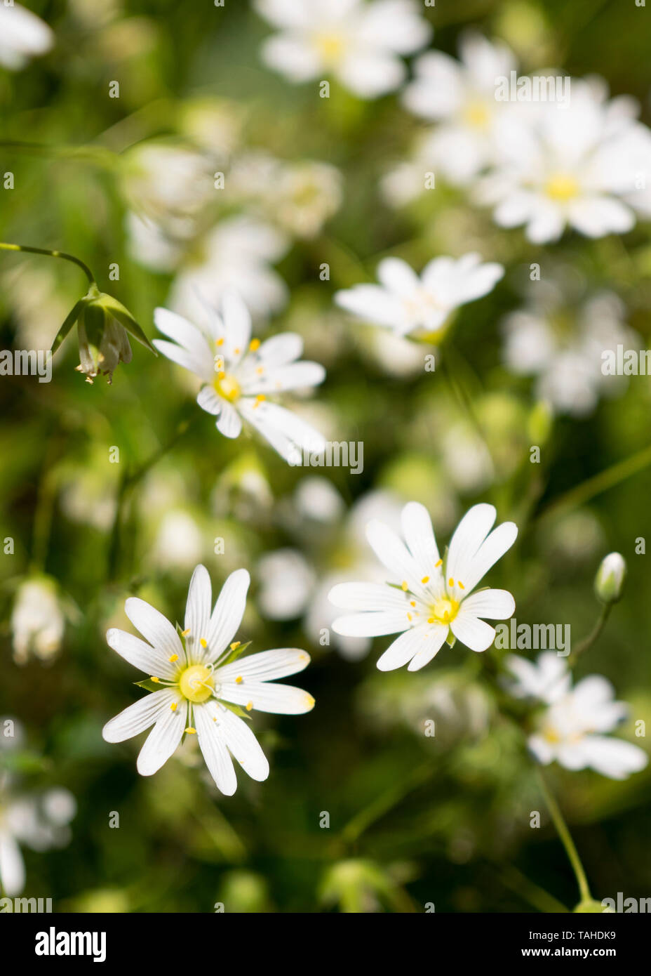 Mehr Sternmiere Stellaria holostea,. Auch bekannt als Stern-von-Bethlehem und Hochzeitstorten, Großbritannien Stockfoto