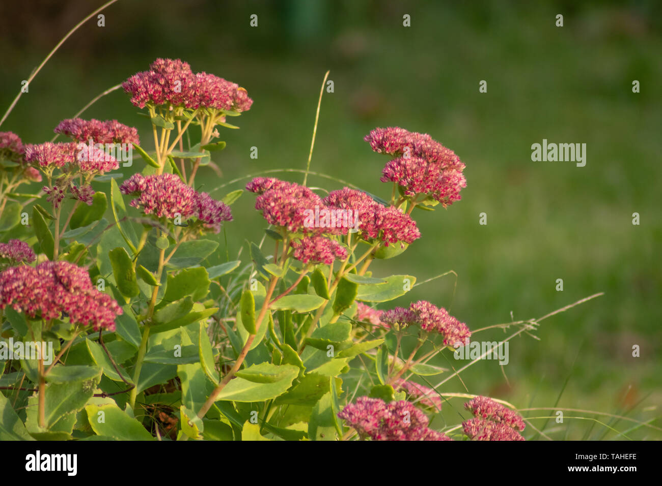 Orpine Blume Stockfoto