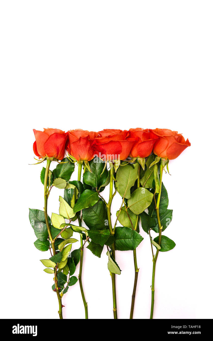 Rote Rosen und lange grüne Stiele. Bunte Blumen auf weißem Hintergrund. Grüne Blätter und Blütenknospen. Für text Stockfoto