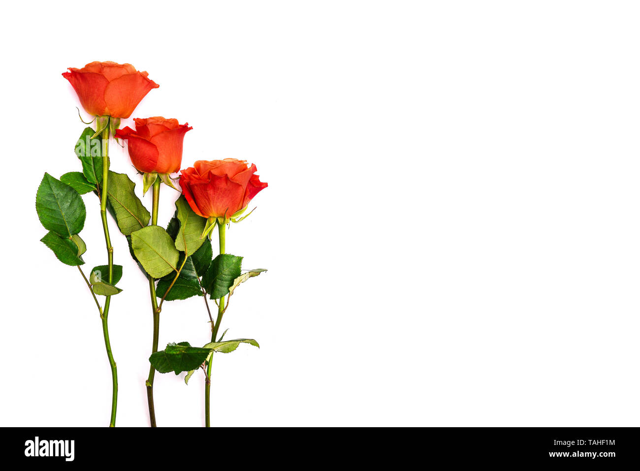 Gutschein für den Urlaub. Rote Rosen auf einem weißen Hintergrund. Konzept der Urlaub, Jubiläum, Hochzeit oder Geburtstag. Platz kopieren Stockfoto