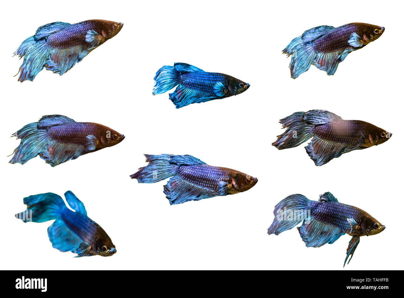 Eine Reihe von mehreren Bildern von Fischen der Gattung Kämpfer, auf weißem Hintergrund mit einen Freistellungspfad isoliert. Stockfoto