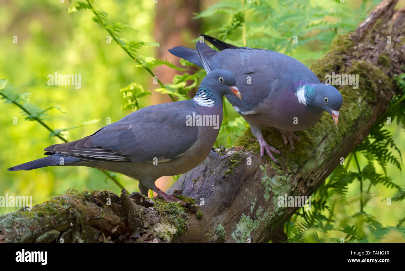 Familie Paar Common Wood Tauben sitzt zusammen auf einem großen Bemoosten Ast mit Farnen Stockfoto