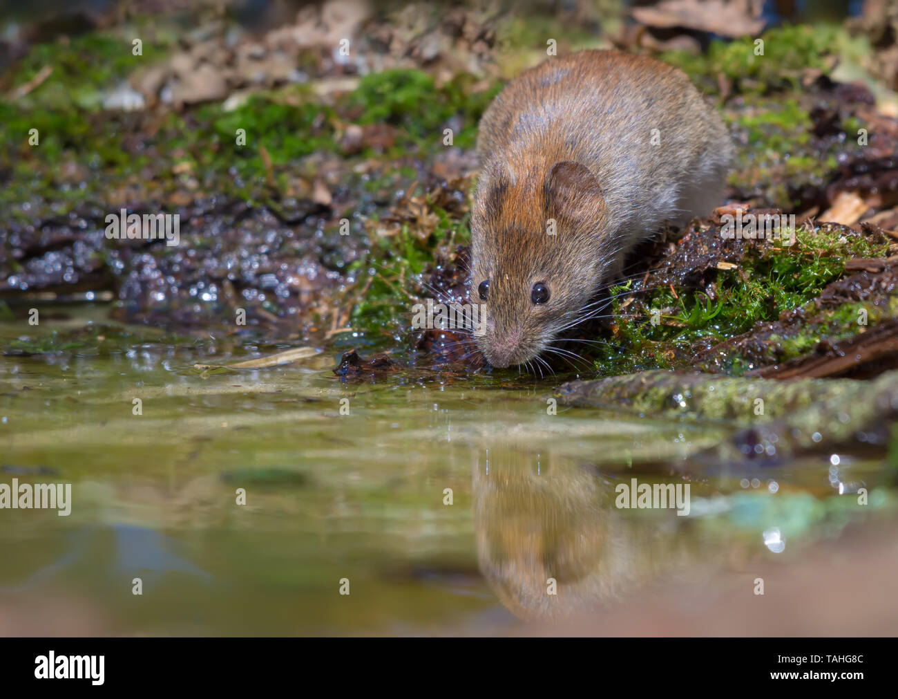 Durstig Bank vole Trinkwasser an den Wald Teich Stockfoto