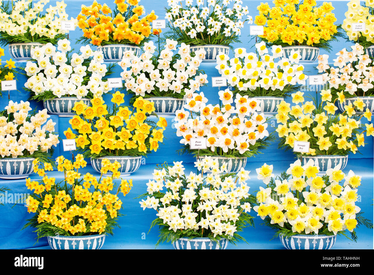 Narzissen im Chelsea Flower Show 2019 Stockfoto