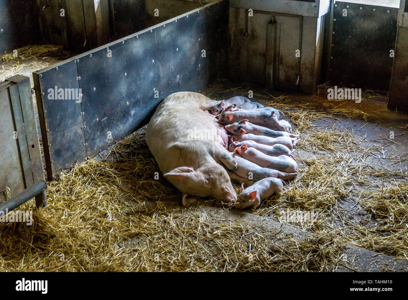 Säugende Ferkel bei Cannon Hall Farm, Rinde House Lane, Cawthorne, Barnsley, South Yorkshire, England, Großbritannien Stockfoto