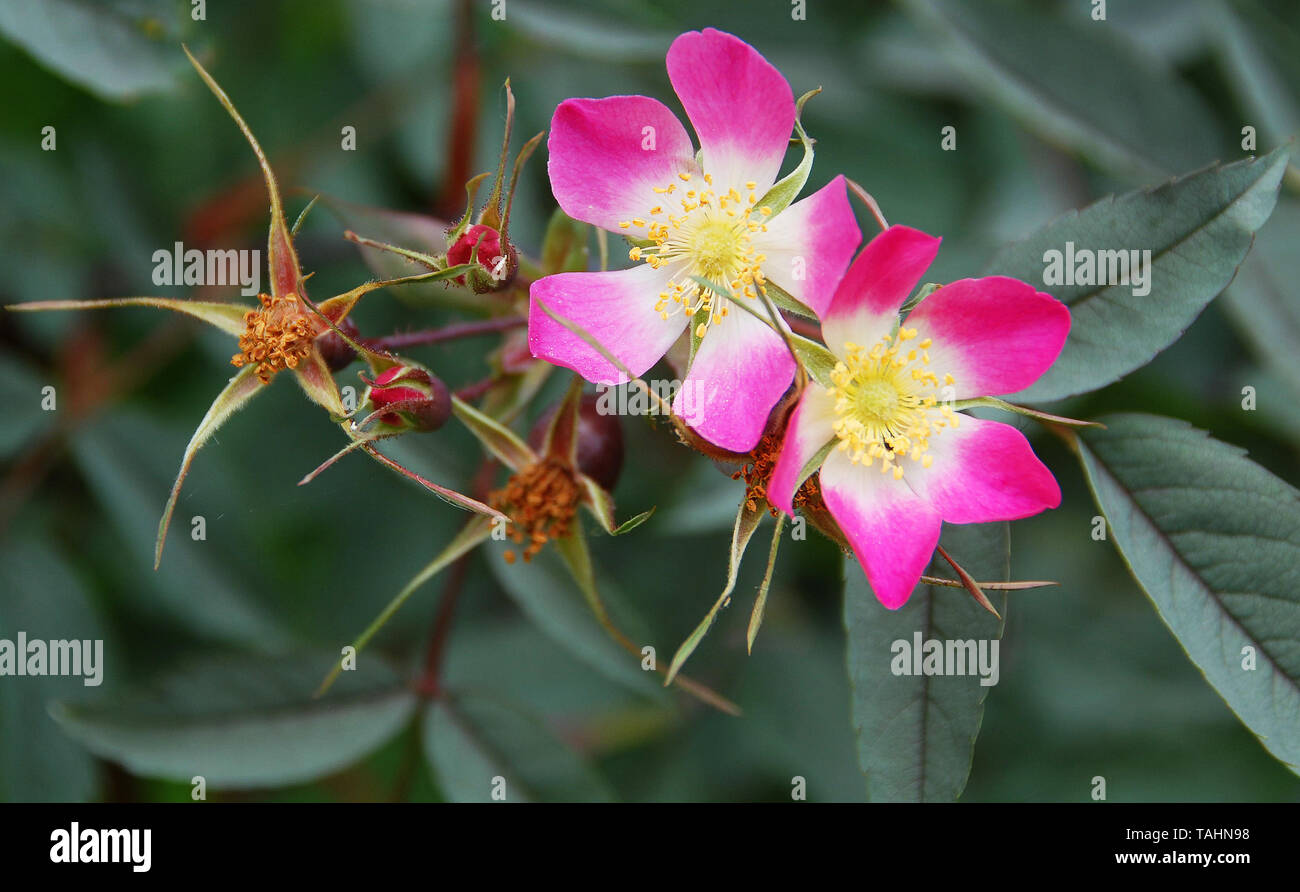 Rosa hastata rubrifolia Stockfoto