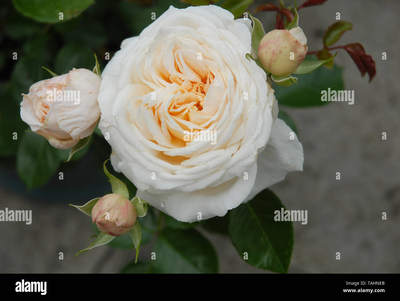 Rosa 'Happy Birthday' Stockfoto