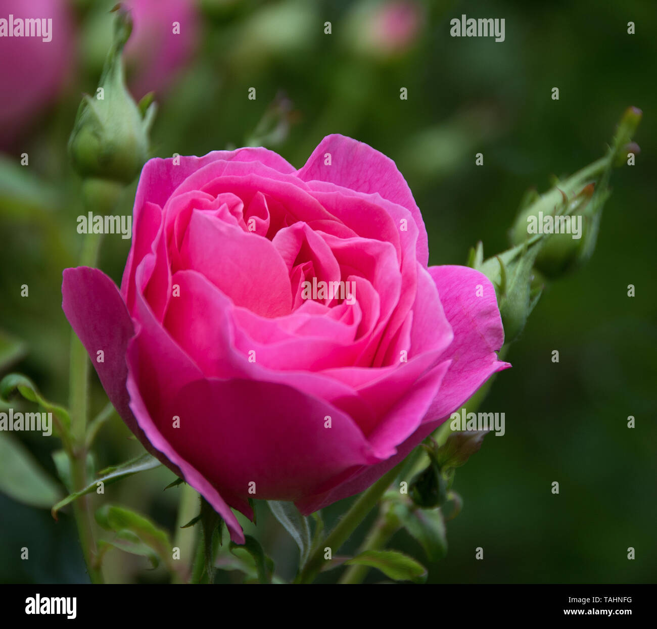 Rosa „Hyde Hall“ Stockfoto