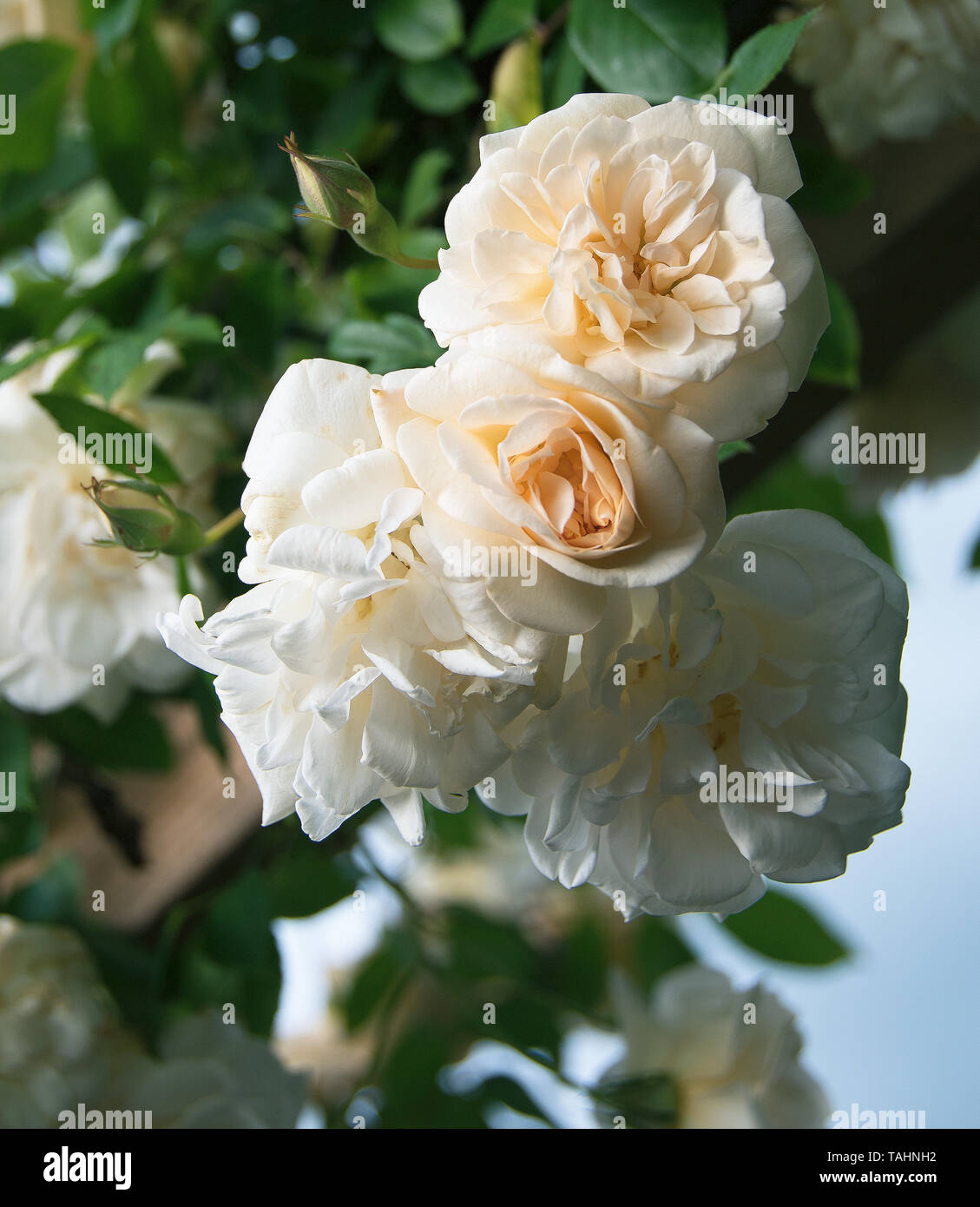 Rosa' Adelaide d'Orleans' Stockfoto